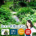 日陰で育つシェードガーデン 洋風 セット