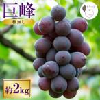 種無し 巨峰 2kg