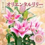 ユリ オリエンタルリリー 6本