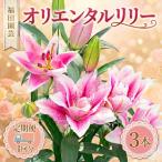 ユリ オリエンタルリリー 3本