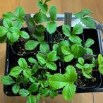 fu.... налог лесная земляника ( 4 сезон становится клубника )(A1047-1) Wakayama префектура Arita город 