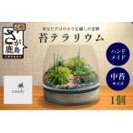 H-53 苔テラリウム 手入れ簡単 癒やしのインテリア