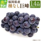 種なし 巨峰 約350g×4パック