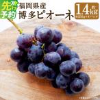 博多ピオーネ 約350g×4パック