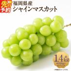 シャインマスカット 約1.4kg