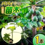 パパイヤの苗木 パパイヤ 植物 トロピカル