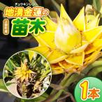 地湧金蓮 チュウキンレンの苗木