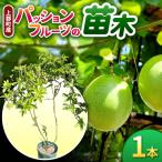 パッションフルーツの苗木