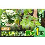 ジャボチカバの苗木 大 ジャボチカバ 植物