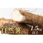 fu.... налог [ время ограничено ][ ограниченное количество ] Японский ямс (2~4шт.@)1.5kg и больше Японский ямс ... Fukui префектура юг Echizen блок 