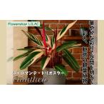 fu.... налог P1 декоративное растение ka Latte Astro man te* Trio Star декоративное растение интерьер зеленый Osaka (столичный округ) Kawauchi Nagano город 