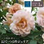 バラ苗鉢植え 長尺 つる性ジュリア バラ苗