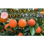 産ブラッドオレンジタロッコ オーナー制度