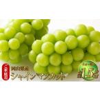 ご シャインマスカット 晴王 約1.5kg