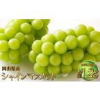 シャインマスカット 晴王 約1.2kg