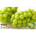 シャインマスカット 晴王 約1kg