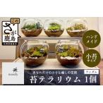 B-892 苔テラリウム 手入れ簡単 癒やしのインテリア