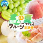 定期便 和歌山の夏のフルーツをお届け 桃