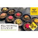 fu.... налог gimnokalikiummi - nobichi9 АО Gymnocalycium mihanovichii длина . блок / UGG дракон m[EAI281] Nagasaki префектура длина . блок 