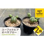 fu.... налог Euphorbia ObesaBlow You fo рубин голубой besa blow 2 АО UGG дракон m| длина . блок [EAI304] Nagasaki префектура длина . блок 