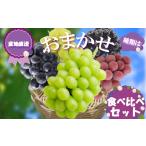 ふるさと納税 【2026年8月から発送】【先行予約】 2026年発送 旬のぶどう食べ比べお試しセット|ぶどう RYE 福岡県川崎町