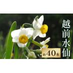 越前水仙 生花 切花 約40本