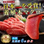 訳あり 不定貫 本鮪 赤身 定期便 6回 120g