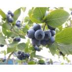 fu.... налог .... голубика ферма. еда ... билет ( ученик неполной средней школы и больше 2 листов )[1707689] Kanagawa префектура love река блок 