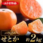 せとか 2kg
