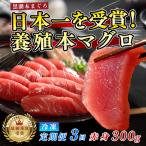 訳あり 不定貫 まぐろ マグロ 本鮪 黒潮本まぐろ