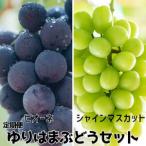 ふるさと納税 【2026年先行受付】ぶどう 定期便 2kg ピオーネ シャインマスカット ゆりはま セット 果物 フルーツ | 27MS 鳥取県湯梨浜町