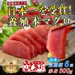 訳あり 不定貫 まぐろ マグロ 本鮪 黒潮本まぐろ
