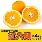 八朔 紅八朔 甘酸っぱさ はじける かつらぎの紅八朔 約4kg