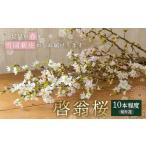 啓翁桜 切り花 10本程度