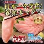 訳あり 不定貫 まぐろ マグロ 本鮪 黒潮本まぐろ
