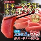訳あり 不定貫 まぐろ マグロ 本鮪 黒潮本まぐろ