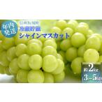 ふるさと納税 【11・12月発送】冬に味わう！冷蔵貯蔵シャインマスカット 約2kg (3〜5房) 長野 信州 坂城 冷蔵シャイン 産地直送 宮原農園 年内発.. 長野県坂城町