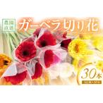 農園直送 ガーベラ切り花30本