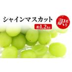 ふるさと納税 訳あり シャインマスカット 約1.2kg 粒 YANAGISAWA ぶどう 長野 マスカット ブドウ フルーツ 果物 シャイン 長野県坂城町