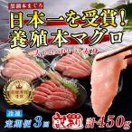 訳あり 不定貫 まぐろ マグロ 本鮪 黒潮本まぐろ