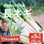 長ネギ 約5kg