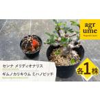 fu.... налог sennameli Dio Naris &amp;gimnokalikiummi - nobichi каждый 1 АО Senna meridionalis &amp; Gymnocalycium mihanovichii длина.. Nagasaki префектура длина . блок 