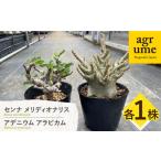 fu.... налог sennameli Dio Naris &ateniumalabi cam каждый 1 АО Senna meridionalis & Adenium arabicum длина . блок / UGG дракон m[EAI246] Nagasaki префектура длина . блок 