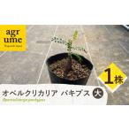 fu.... налог Operculicarya pachypus Opel k licca задний pakips( большой )1 АО длина . блок / UGG дракон m[EAI309] Nagasaki префектура длина . блок 