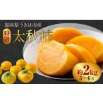 西見柿農園 特選太秋柿 5玉から6玉 約2kg
