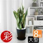 fu.... налог декоративное растение сансевиерия * low Len чай 8 номер Sera искусство горшок черный [ рассылка не возможно регион : отдаленный остров * Okinawa префектура ][1707568] Osaka (столичный округ) Ibaraki город 