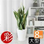 fu.... налог декоративное растение сансевиерия * low Len чай 8 номер Sera искусство горшок белый [ рассылка не возможно регион : отдаленный остров * Okinawa префектура ][1707569] Osaka (столичный округ) Ibaraki город 