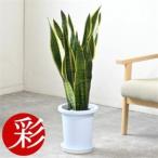 fu.... налог декоративное растение сансевиерия * low Len чай 8 номер горшок ( горшок покрытие нет )[ рассылка не возможно регион : отдаленный остров * Okinawa префектура ][1707582] Osaka (столичный округ) Ibaraki город 