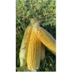 ふるさと納税 【朝採り即出荷】八�