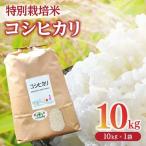 コシヒカリ精米 10kg